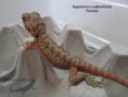 /album/thor-x-chloe/hypotrans-leatherback-female-n%c2%ba10-jpg/